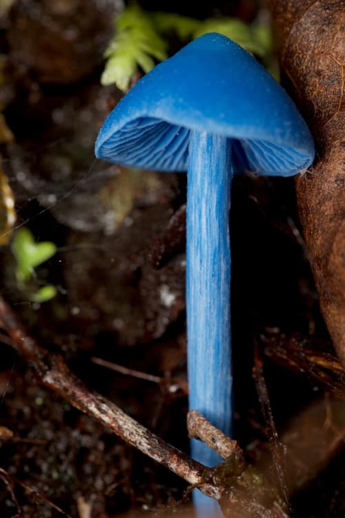 Sky Blue Mushroom reference