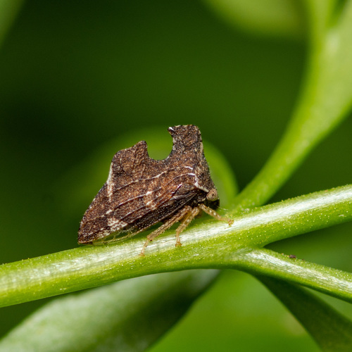 Keeled Treehopper reference