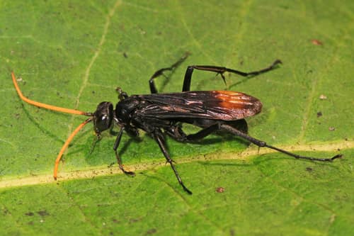 Red-femured Spider Wasp reference