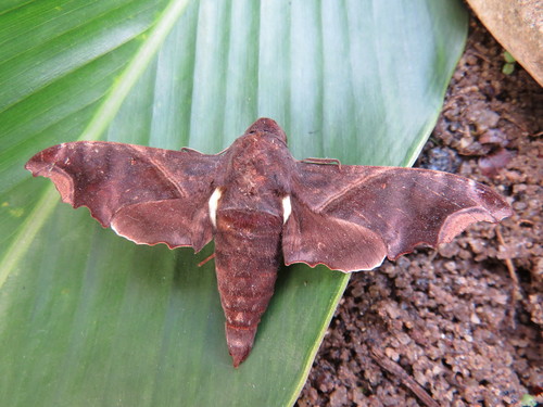 Dominican Sphinx reference