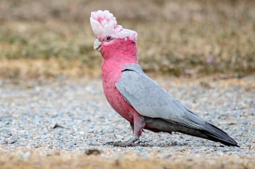 Galah reference