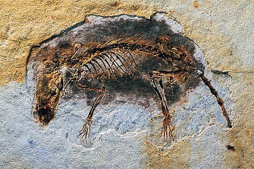 Eomaia reference