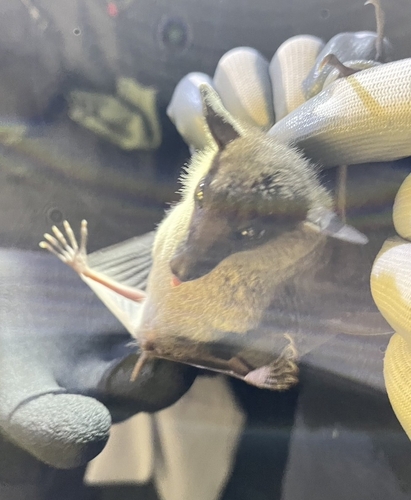 Cave Nectar Bat reference