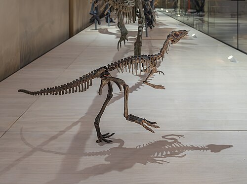 Eoraptor reference