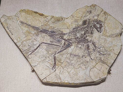 Eosinopteryx reference
