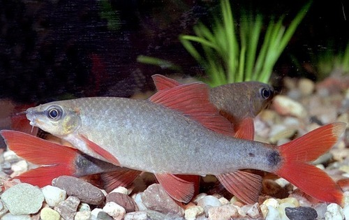Rainbow Shark reference