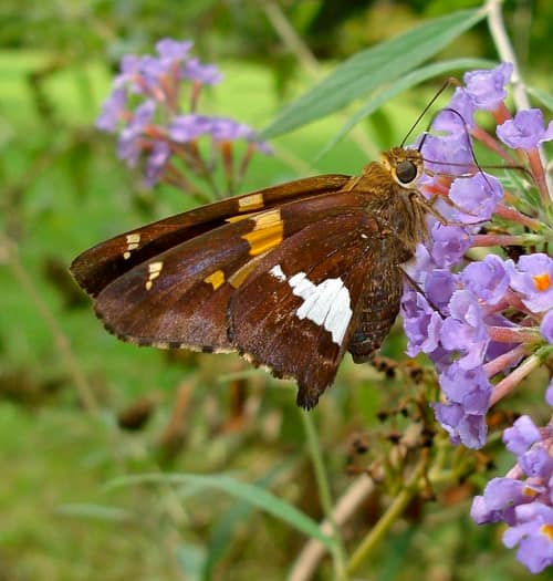 Silver-spotted Skipper reference