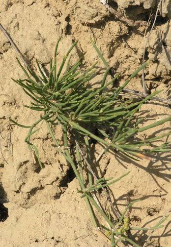 European Ephedra reference