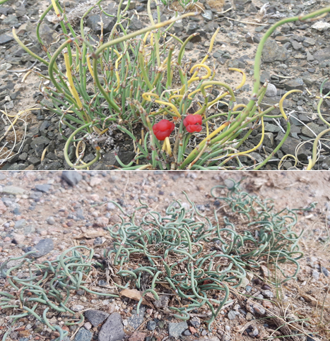 Chinese Ephedra reference
