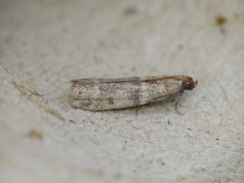 Cacao Moth reference