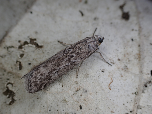 Mediterranean Flour Moth reference