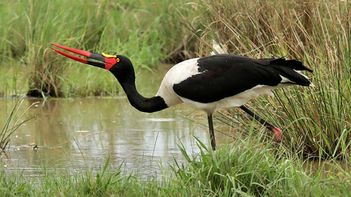 Saddle-billed Stork reference