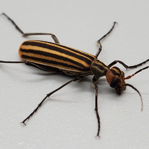 Striped Blister Beetle reference
