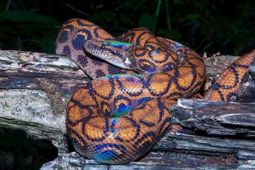 Rainbow Boa reference