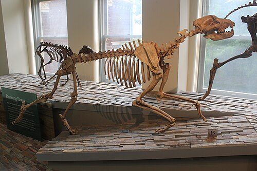 Hayden's Bone-Crushing Dog reference