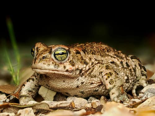 Natterjack Toad reference