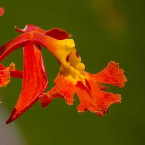 Ibagué Epidendrum reference