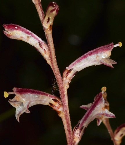 Beechdrops reference