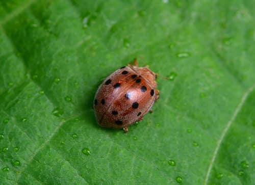 Mexican Bean Beetle reference