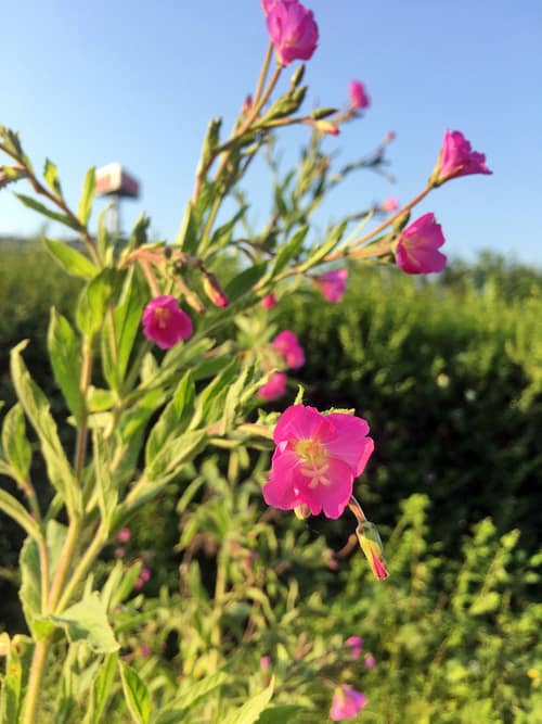 Great Willowherb reference