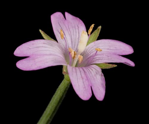 Square-stalked Willowherb reference