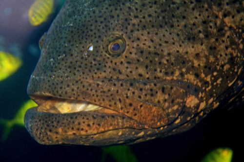 Goliath Grouper reference