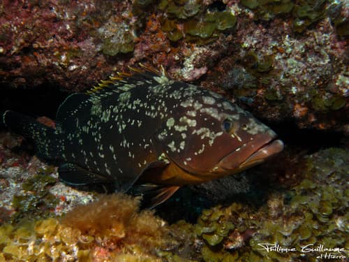 Dusky Grouper reference