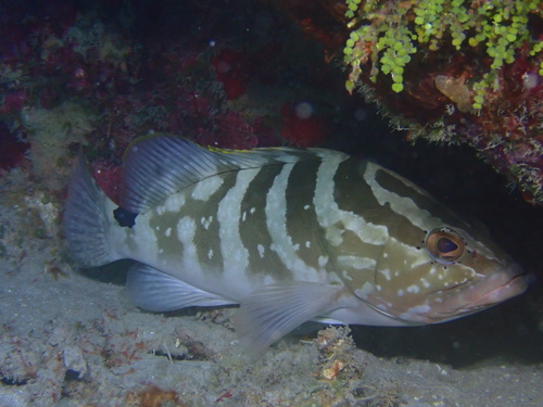 Nassau Grouper reference
