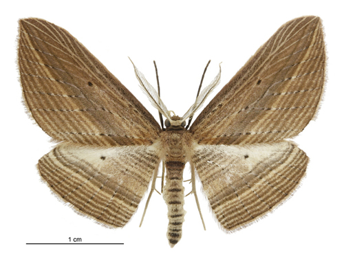 Cabbage Tree Moth reference