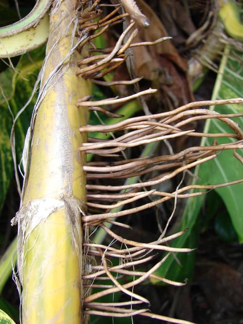 Golden Pothos reference
