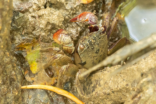 Singapore Vinegar Crab reference