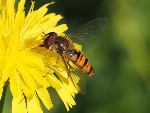 Marmalade Hoverfly reference