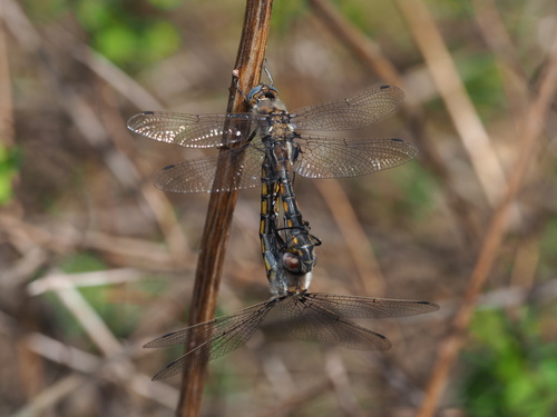 Beaverpond Baskettail reference