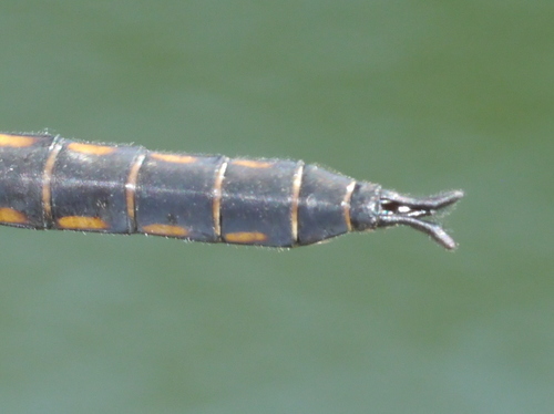 Slender Baskettail reference