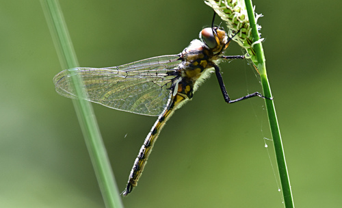 Mantled Baskettail reference