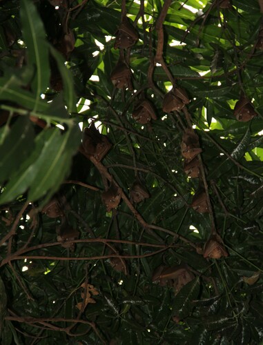 Gambian Epauletted Fruit Bat reference