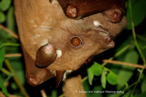 Wahlberg's Epauletted Fruit Bat reference