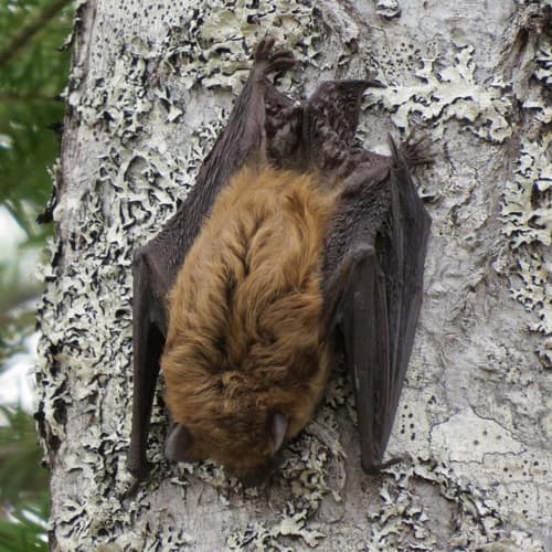 Big Brown Bat reference