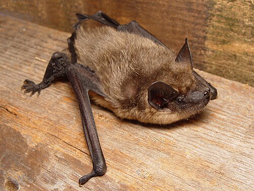 Serotine Bat reference