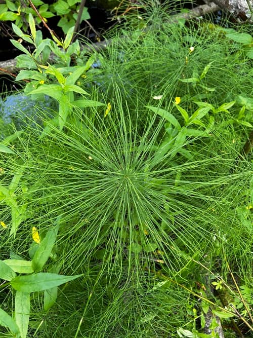 Field Horsetail reference