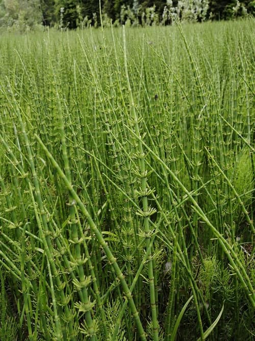 Water Horsetail reference