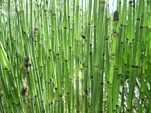 American Scouring Rush reference