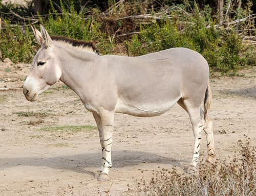 African Wild Ass reference