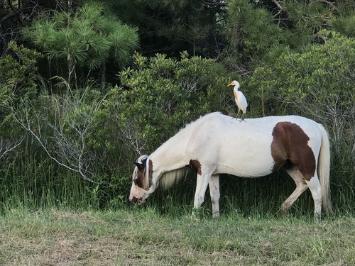 Horse reference