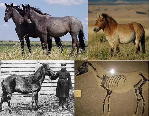 Przewalski's Horse reference