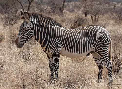 Grevy's Zebra reference