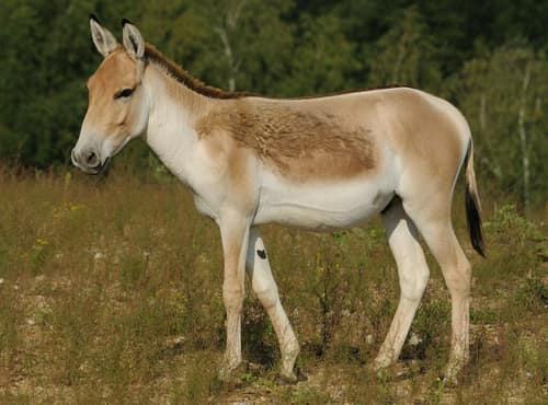 Onager reference