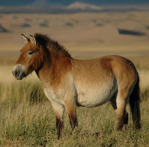 Przewalski's Horse reference