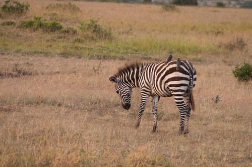Chapman's Zebra reference