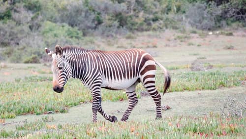 Mountain Zebra reference